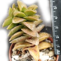 Красула (Crassula Springtime), вкоренено сукулентно растение, снимка 2 - Стайни растения - 41479322