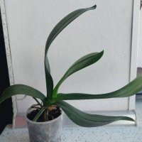 орхидея, снимка 3 - Стайни растения - 44499083