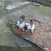 Николаевски гълъби 5 двойки , снимка 5 - Гълъби - 44517160