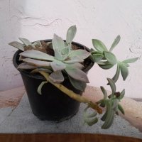Ешеверия - суколент в саксия , снимка 1 - Градински цветя и растения - 42684118