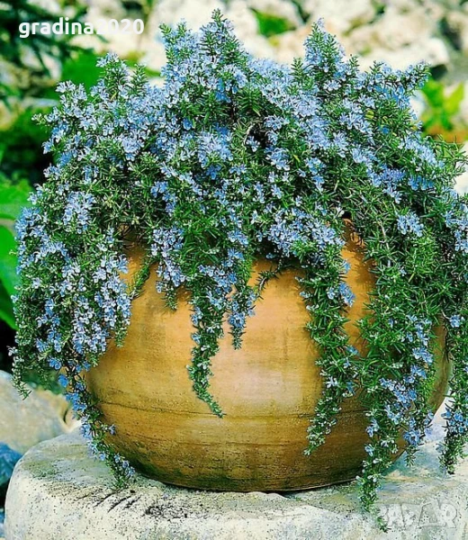 Розмарин Каскаден - Rosmarinus officinalis prostrata, снимка 1