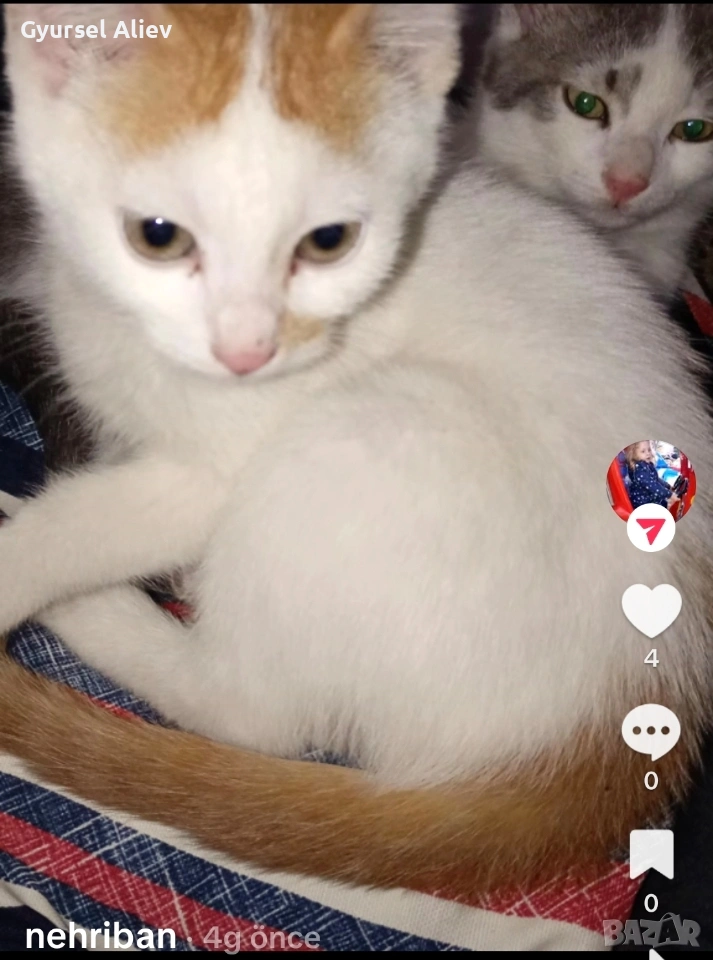 продавам 2 малки котки , снимка 1