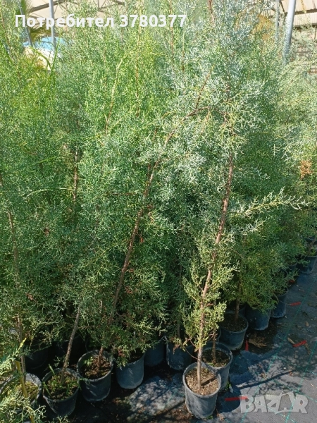 Аризонски Кипарис височина около 170-180 см, снимка 1