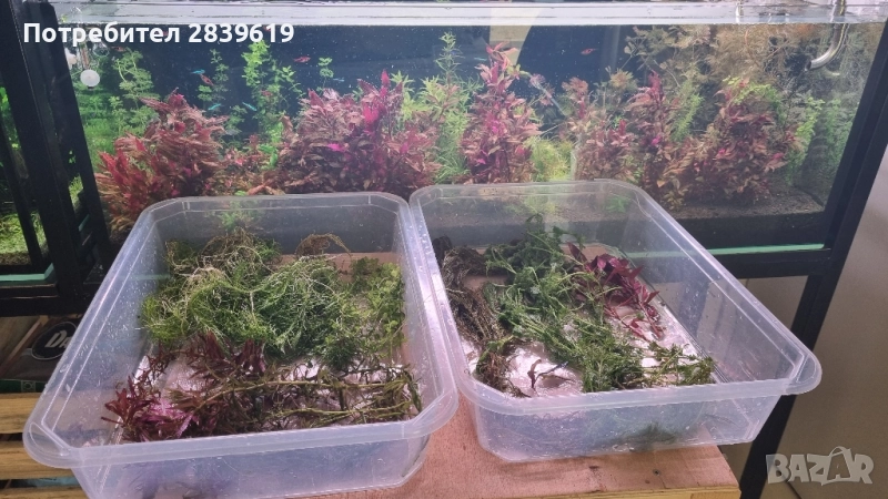 Пакет аквариумни растения , снимка 1