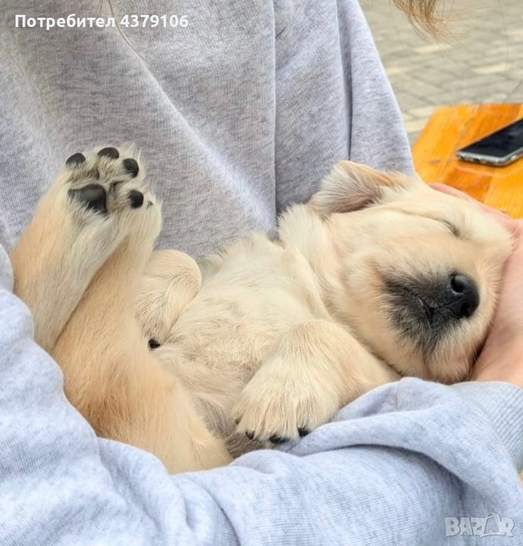 Голдън ретривър момченце родословна майка, снимка 1