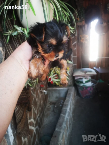 Продавам йорки, снимка 1