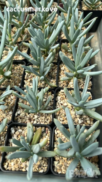 Сенецио , снимка 1