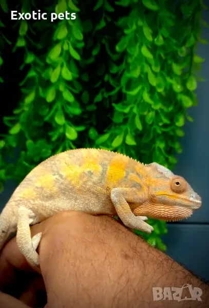 Леопардов хамелеон, снимка 1