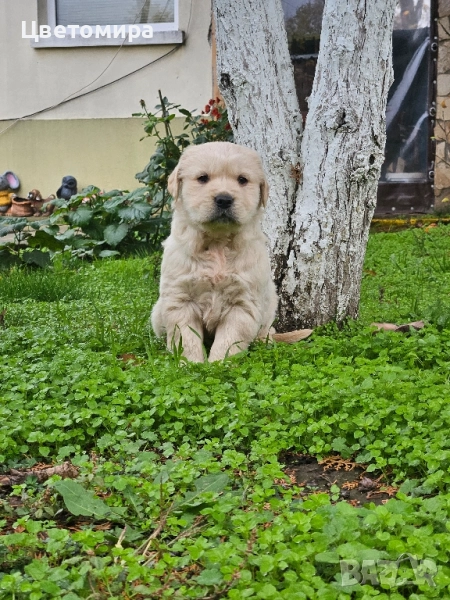 Голдън Ретривър кутрета , снимка 1