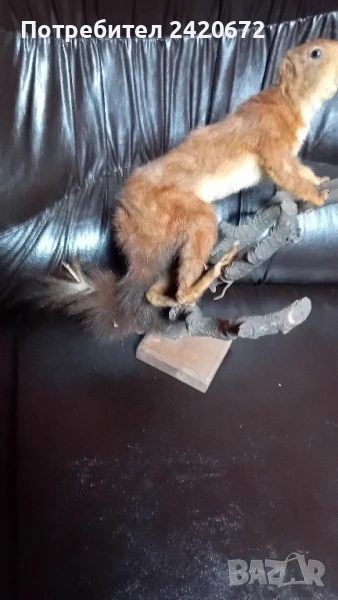 препарирана катеричка на клонка, снимка 1