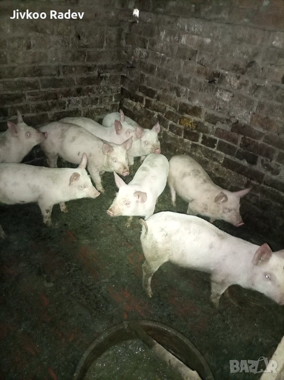 Прасенца, снимка 1