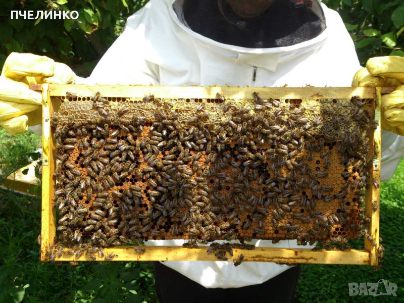 ЗАПИСВАНЕ за малки пчелни семейства 2024, снимка 1