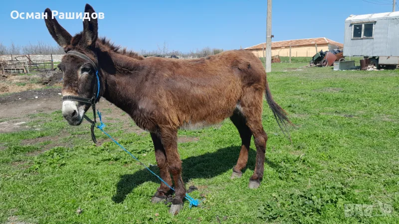 Продавам магаре , снимка 1