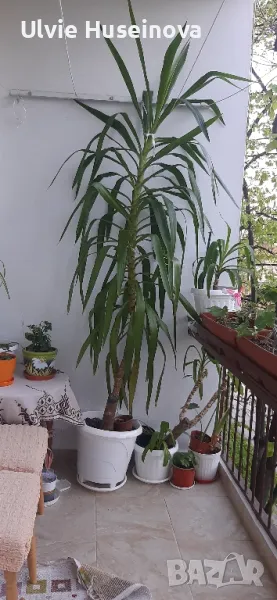 Палма Юка, снимка 1