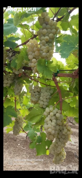 Грозде за вино и ракия Мускат Отонел, снимка 1