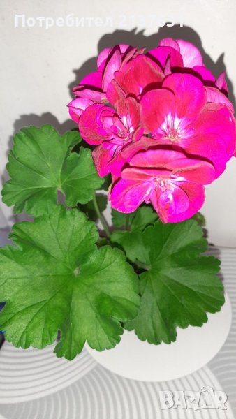 НИСКОСТЕБЛЕНО МУШКАТО  - 4 лв за брой , снимка 1