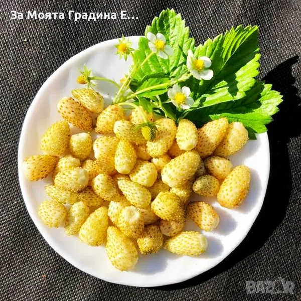 Жълта горска Ягода 🍓, снимка 1