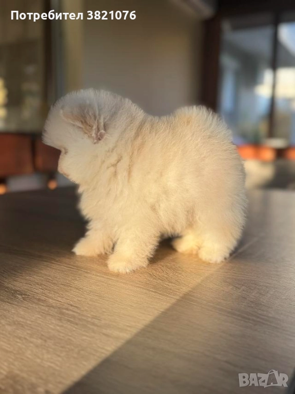 Померан -момче, снимка 1