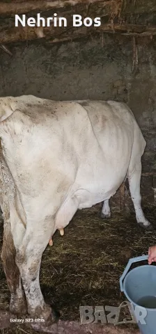 krava na 3 tele sls 20 litra mlako i 4 mesetsa zaplodena, снимка 3 - Крави - 56049509