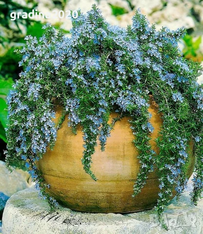Розмарин Каскаден - Rosmarinus officinalis prostrata