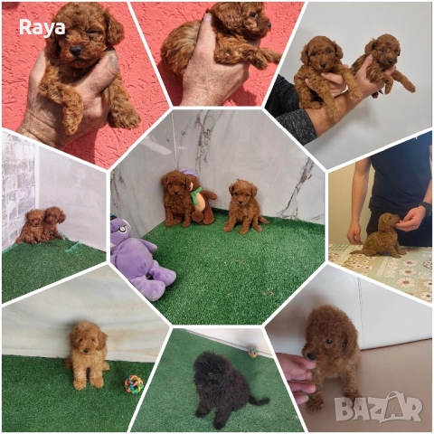  Той и мини пудели, снимка 4 - Пудели - 47042609