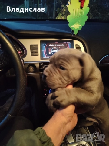 Кане Корсо бебета , снимка 4 - Кане корсо - 52096513