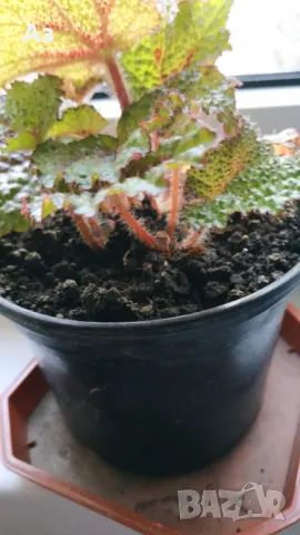 Продавам цветя Бегония Рекс (царска Бегония), снимка 9 - Стайни растения - 49969501