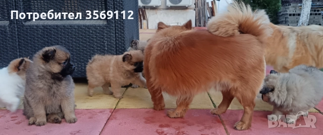 Продавам, снимка 8 - Померан - 52849823