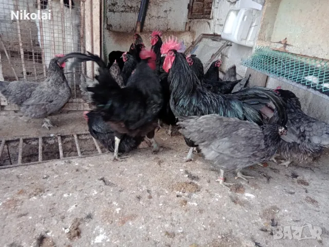 Пиленца и яйца от Легхорн и Черен Австралорп , снимка 3 - Кокошки и пуйки - 49379288