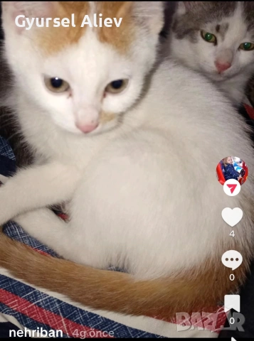 продавам 2 малки котки 