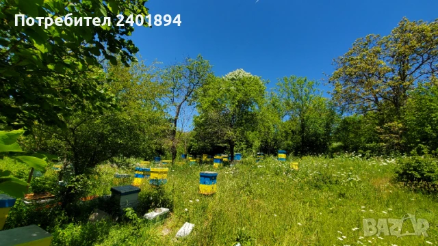 Продавам пчелни семейства с кошери