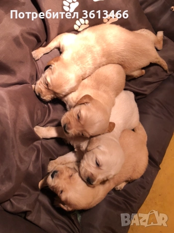 Чистокръвни голдън ретривър женски и мъжки