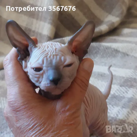 Чистокръвно коте сфинкс, снимка 7 - Сфинксове - 55976219