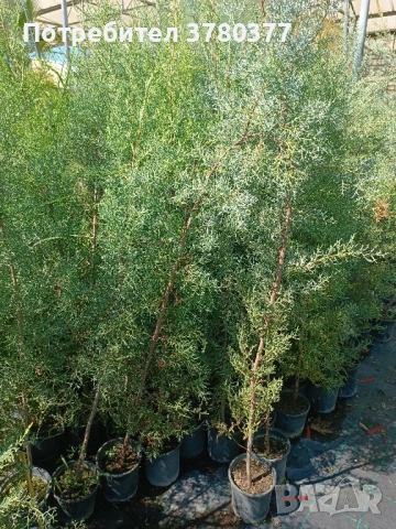 Аризонски Кипарис височина около 170-180 см