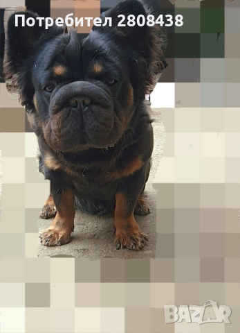 Френски булдог (Big rope fluffy) За разплод , снимка 4 - Френски булдог - 52292784