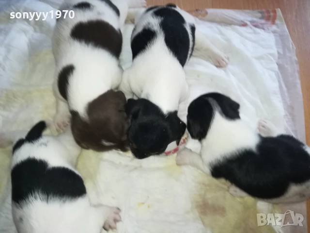 ДЖАК РЪСЕЛ-250ЛВ ЗА БРОЙ 0409252000, снимка 17 - Джак ръсел териер - 51608760