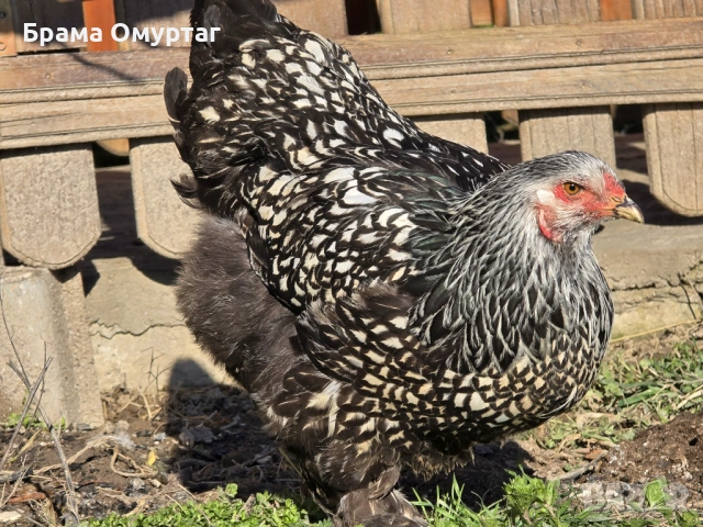 Продавам разплодни яйца от Сребърно кантирана барма (Silver Laced), снимка 3 - Кокошки и пуйки - 53811785