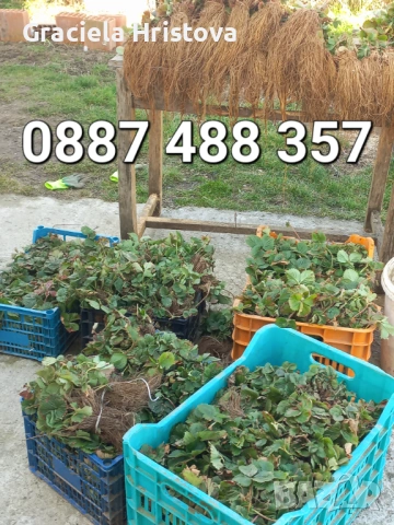 Продавам качествен разсад ягоди , снимка 2 - Градински цветя и растения - 53746597