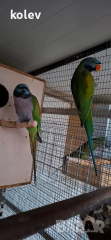 Папагали Китайски Александър/ двойка, снимка 5 - Папагали - 52930682