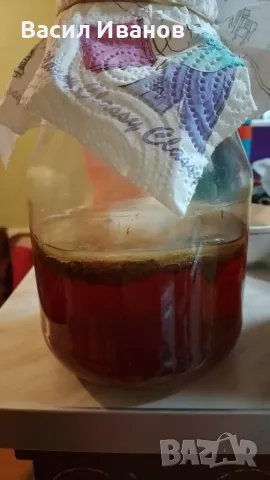Домашна Комбуча чаена Гъба scoby (Скоби) + Стартер течност за напитка, снимка 2 - Домашни напитки - 56012600