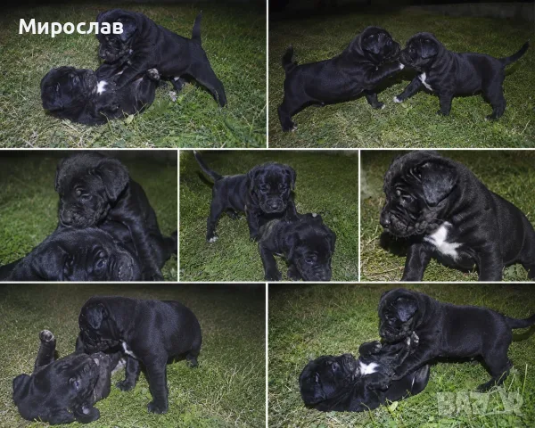  Кане Корсо Италиано, снимка 2 - Кане корсо - 56163526