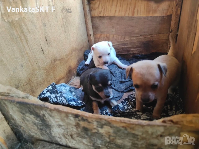 Очарователни кученца – смеска между пинчер и чихуахуа търсят своите нови домове!, снимка 1