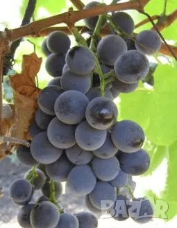 Грозде Отел за вино или ракия - около 70-80кг. Перник