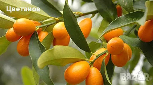 Кумкуат сорт Фортунела Маргарита, снимка 2 - Стайни растения - 49737040