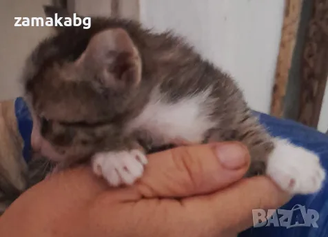 Вземете своето малко котенце подарък, снимка 7 - Други - 55876205