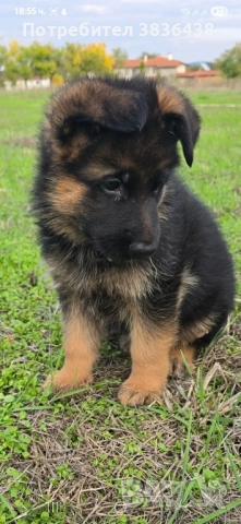 Чистокръвни немски овчарки, снимка 10 - Немска овчарка - 52158703