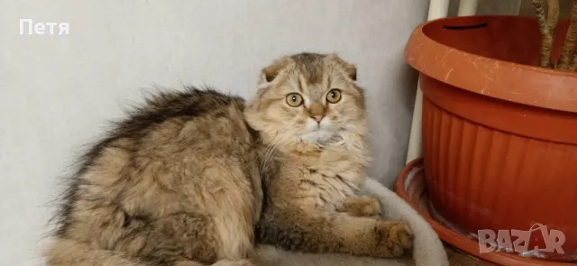 За разплод. Шотландски дългокосмест клепоух. , снимка 4 - Британска късокосместа - 48632292