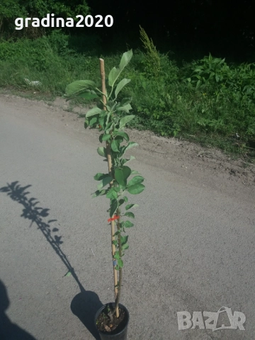 Мини Дръвчета, снимка 7 - Разсади - 49334597