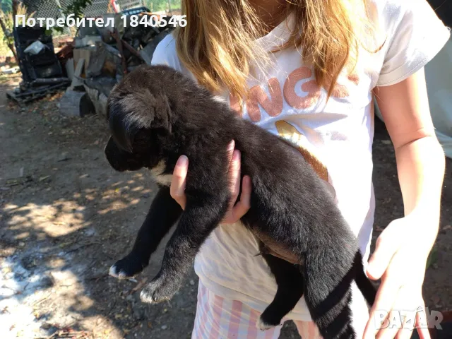 Малки кученца на 45 дена, снимка 16 - Други - 56067923