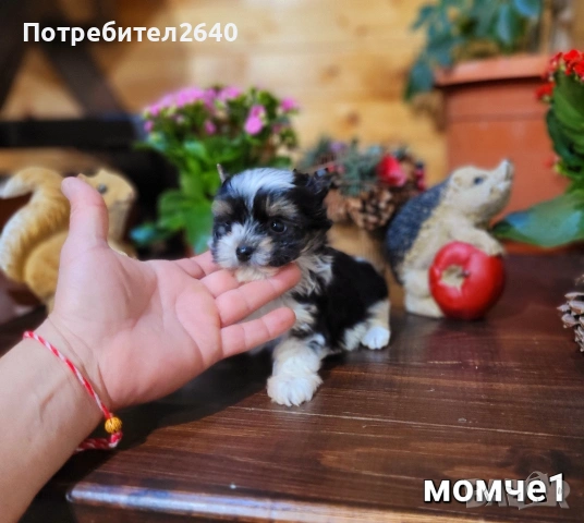 Бивер Йоркширски териер-бивър, снимка 4 - Йоркширски териер - 53761982